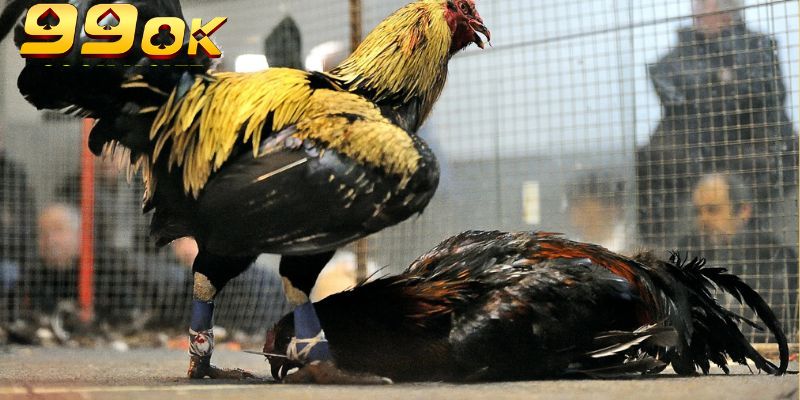 Kho giải đấu đá gà cựa sắt Thomo đa dạng 