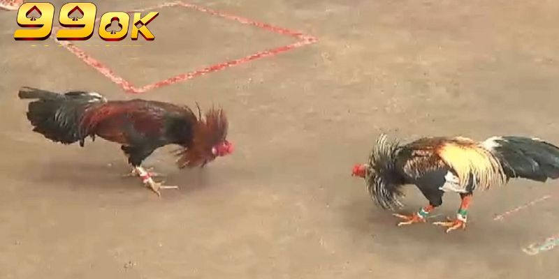 Hệ thống đá gà cựa sắt Thomo có ba cửa chính