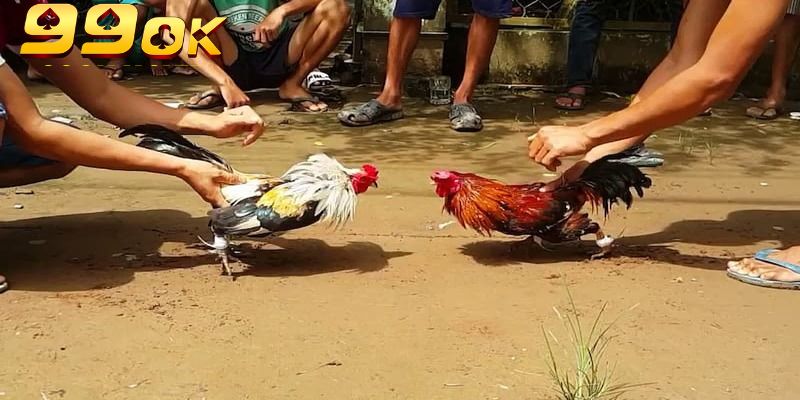 Trận đấu kết thúc khi một trong hai chiến kê bị hạ gục