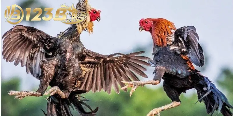 Đá gà Malaysia là loại hình đấu kê thú vị nên chơi